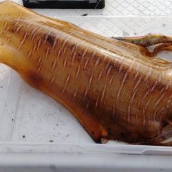 アオリ時々ほぼチビガシラ