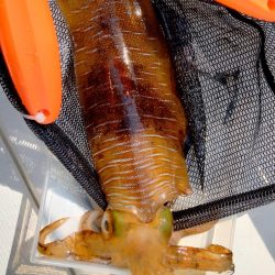 シーズン終盤エギング