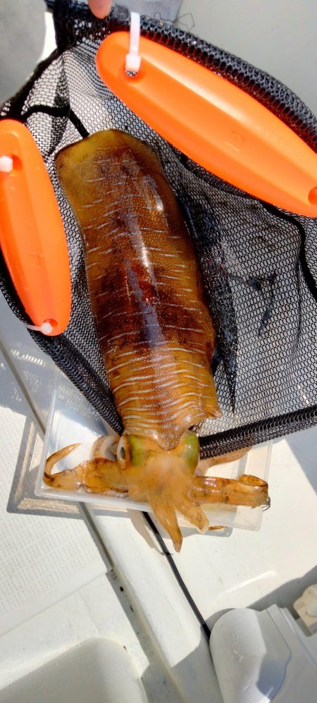 シーズン終盤エギング