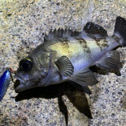 メバル×スプーン×敷石