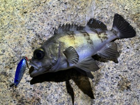 メバル×スプーン×敷石