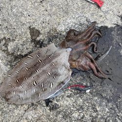 コウイカエギング