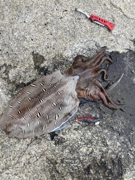 コウイカエギング