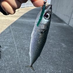 アジングでゴマサバ