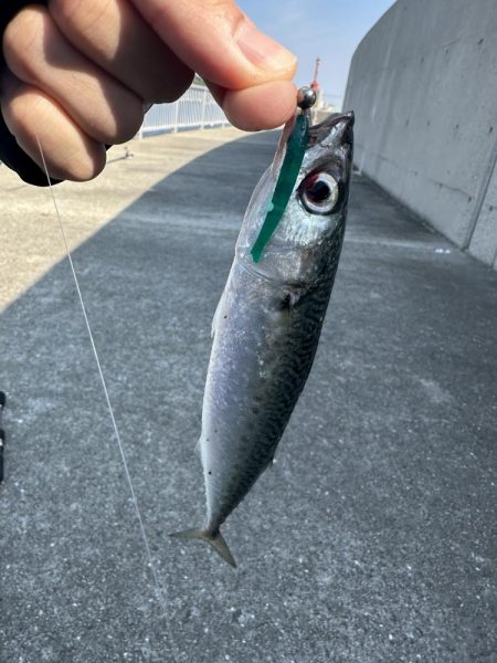 アジングでゴマサバ