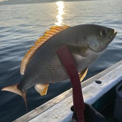 旬のイサキ釣り