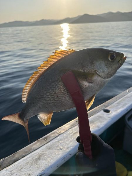 旬のイサキ釣り