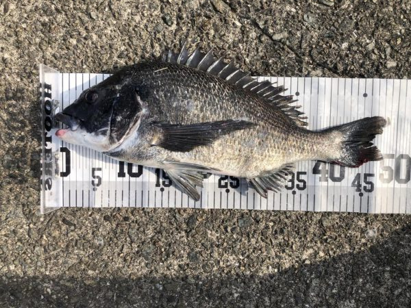 イチノ兄弟、釣果！