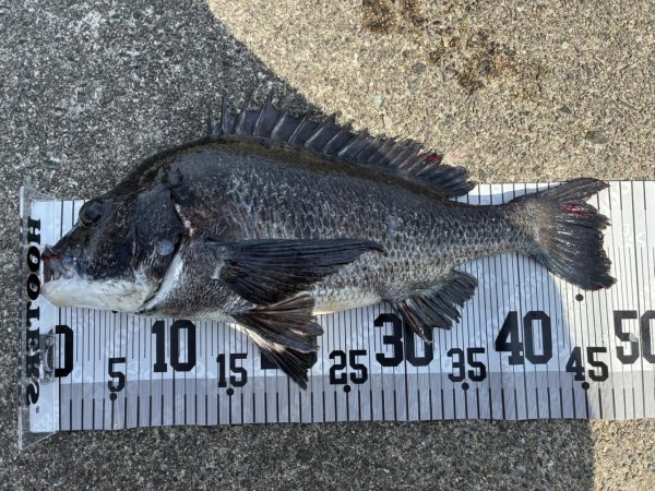 イチノ兄弟、釣果！