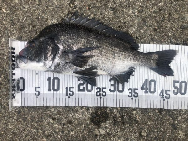 イチノ兄弟、釣果！