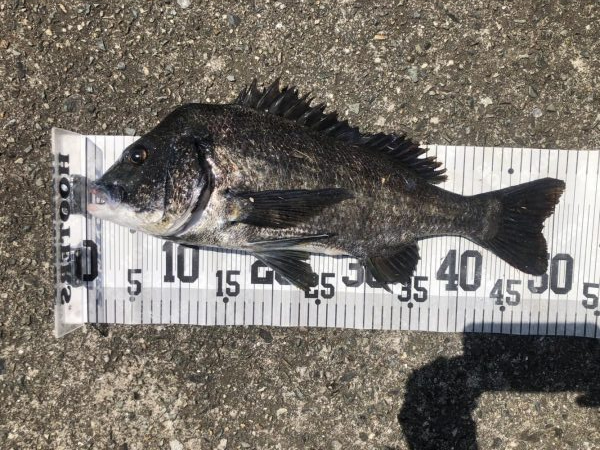 イチノ兄弟、釣果!