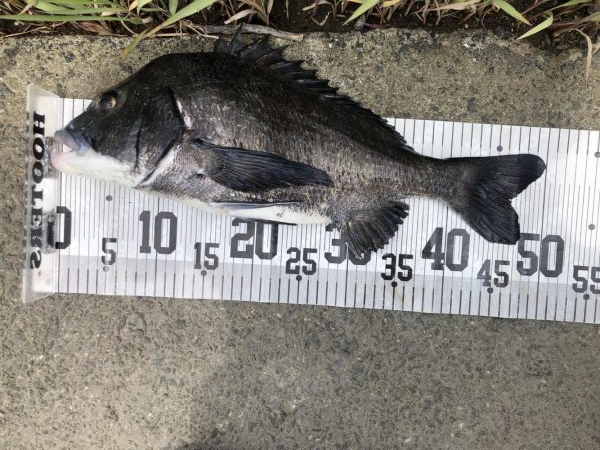 イチノ兄弟、釣果!