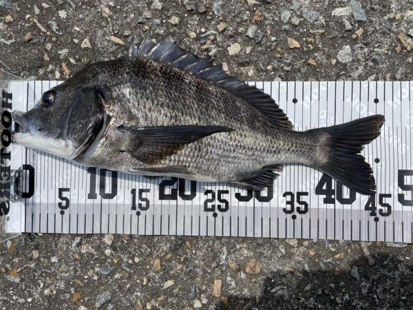 イチノ兄弟、釣果!