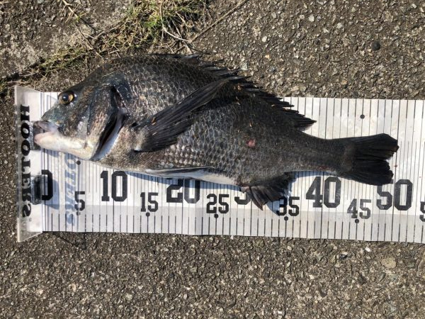 イチノ兄弟、釣果！