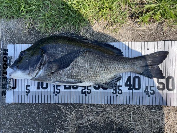 イチノ兄弟、釣果!