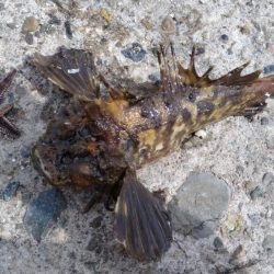 播磨新島のキス調査