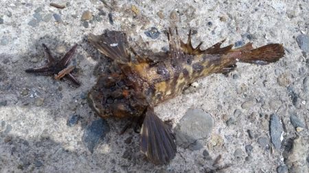 播磨新島のキス調査