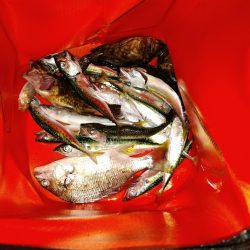 本日も五目釣り