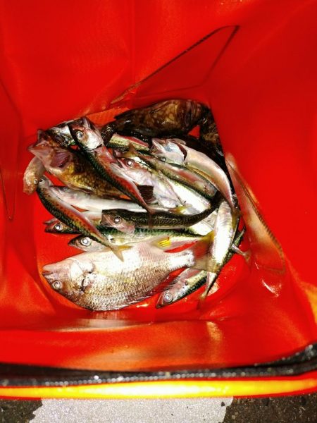 本日も五目釣り