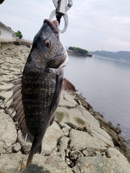 ようやく釣れた。