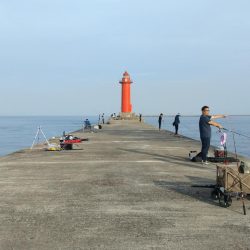 播磨新島のキス調査