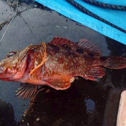 錦でボートロックゲーム