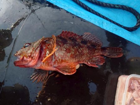 錦でボートロックゲーム