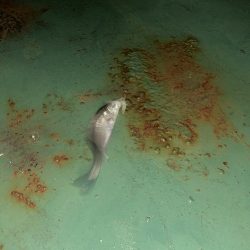 雨上がりバチシー