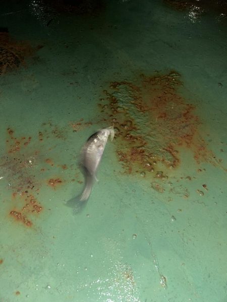 雨上がりバチシー