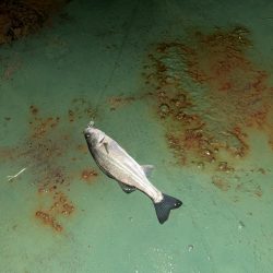 雨の日バチシー