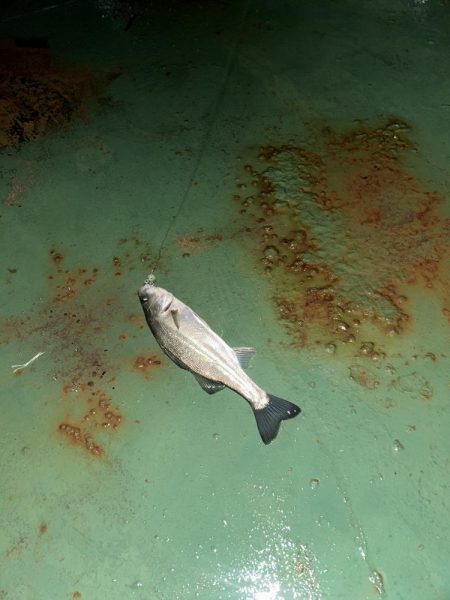 雨の日バチシー