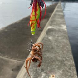 雨後のタコ釣り