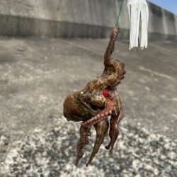 渡船後の蛸釣り修行