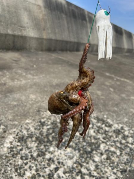 渡船後の蛸釣り修行