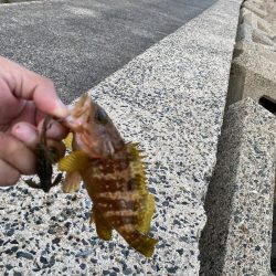 夕まずめの遊び相手