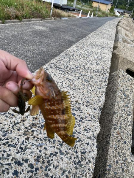 夕まずめの遊び相手