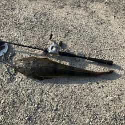 計画休暇2日目 宮津マゴチ祭り