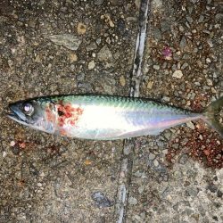 今季初！大きめサバ4本