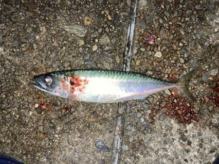 今季初！大きめサバ4本