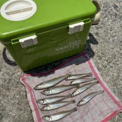 ★★もうキスは釣れていますよ★★