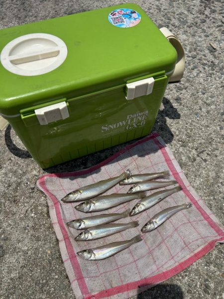 ★★もうキスは釣れていますよ★★