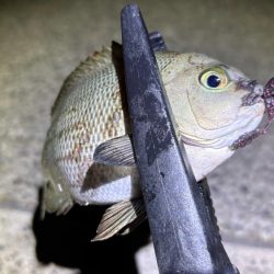 グレング好調！