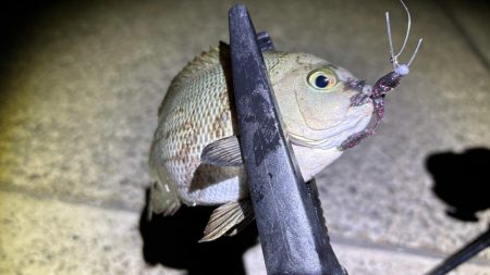 グレング好調！