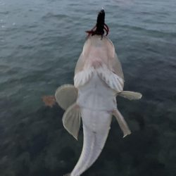黒鯛狙い