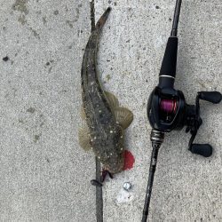 ニューロッド鱗付け