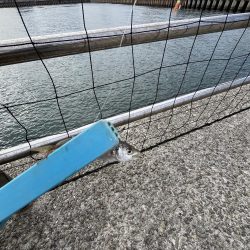 人が多いけど豆アジげきしぶ　