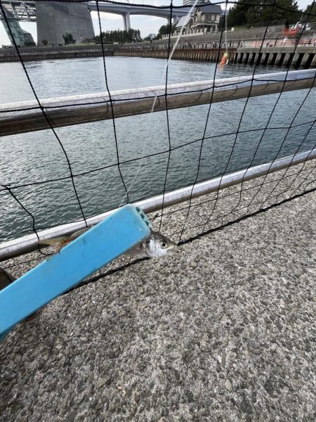 人が多いけど豆アジげきしぶ　