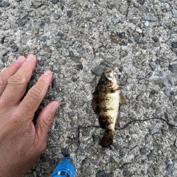 サビキ五目釣り