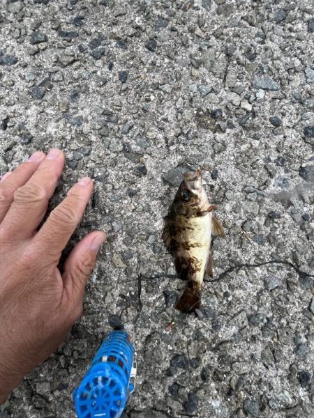 サビキ五目釣り