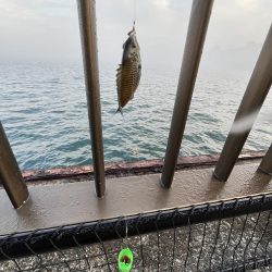 濃霧　おせん日和